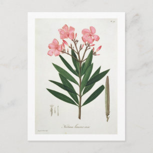 Cartão Postal Oleander de 'Phytographie Medicale' por Joseph Ro