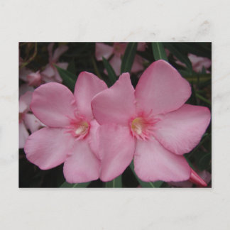 Cartão Postal Oleander Rosa