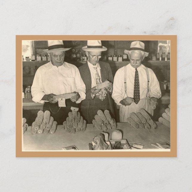 Cartão Postal Olhando milho (Frente)