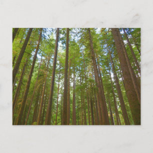 Cartão Postal Olhando para a Floresta Primária