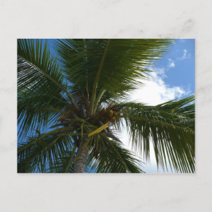Cartão Postal Olhando para a natureza tropical da árvore de pal