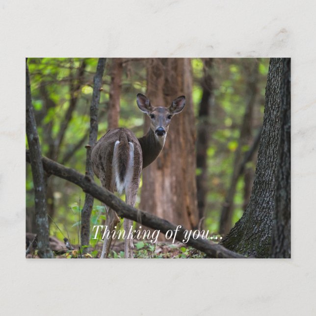Cartão Postal Olhando Para Trás (Frente)