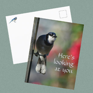 Cartão Postal Olhar Curioso do Azul Jay Fotográfico