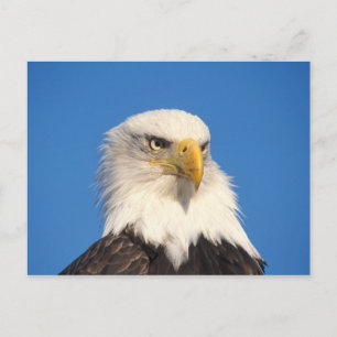 Cartão Postal Olhar de Águia Americana