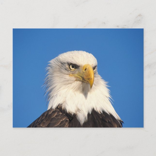 Cartão Postal Olhar de Águia Americana (Frente)