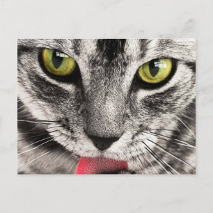 Cartão Postal Olhar de Gato