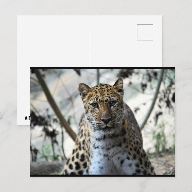 Cartão Postal Olhar do Leopardo (Frente/Verso)