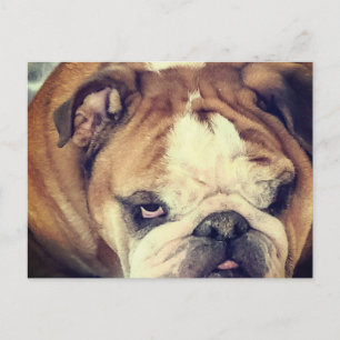 Cartão Postal olhar fedido do bulldog