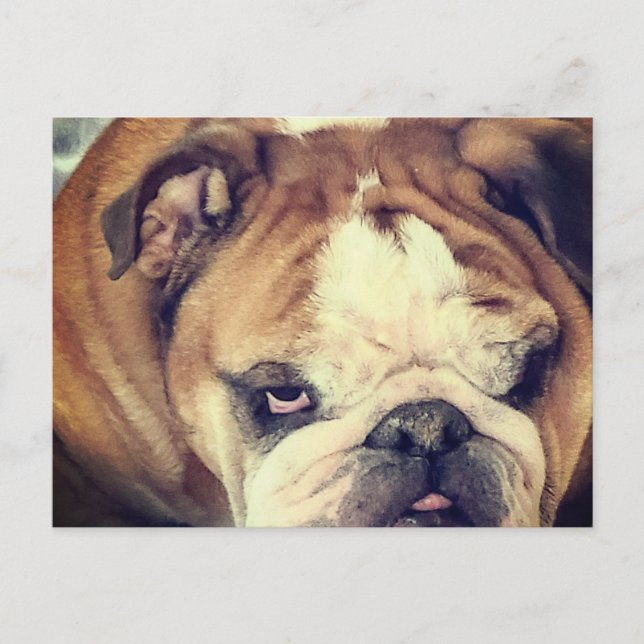 Cartão Postal olhar fedido do bulldog (Frente)