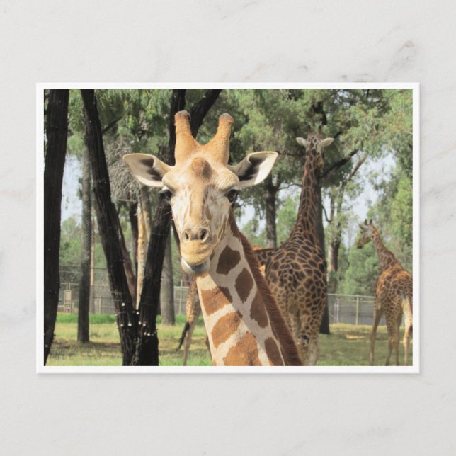 Cartão Postal olhar girafa (Frente)