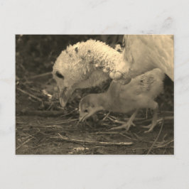 Cartão Postal Olhar mais de perto -