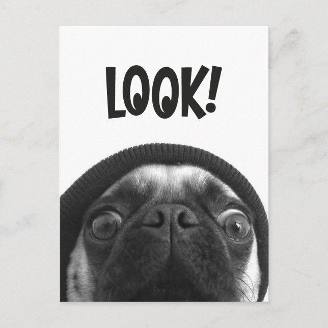 Cartão Postal OLHE-O é Lola o Pug (Frente)