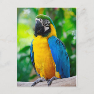Cartão Postal Olhe para mim