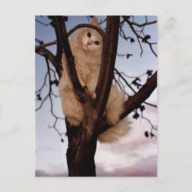 Cartão Postal Olhe para mim! (Frente)