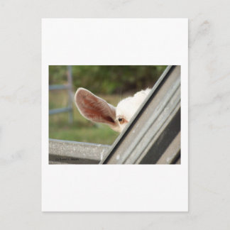 Cartão Postal Olhem para uma cabra branca! Imagem de espera de c