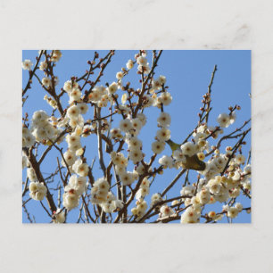 Cartão Postal Olho-branco-japonês & Flores de Ameixeira: Japão