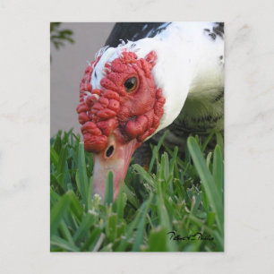 Cartão Postal Olho da Fotografia de Fechamento do Pato