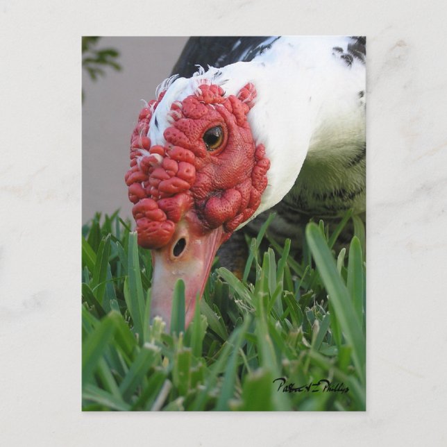 Cartão Postal Olho da Fotografia de Fechamento do Pato (Frente)