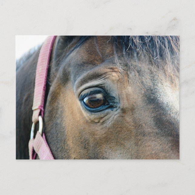 Cartão Postal Olho de Cavalo (Frente)
