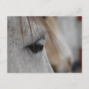 Cartão Postal Olho de Cavalo de cinza