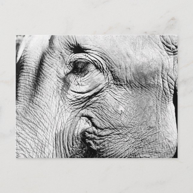 Cartão Postal Olho de Elefantes, 2017 (Frente)