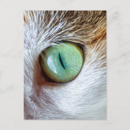Cartão Postal Olho de Gato Verde Mesmerizante