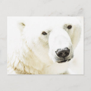 Cartão Postal Olho de gelo de um urso polar