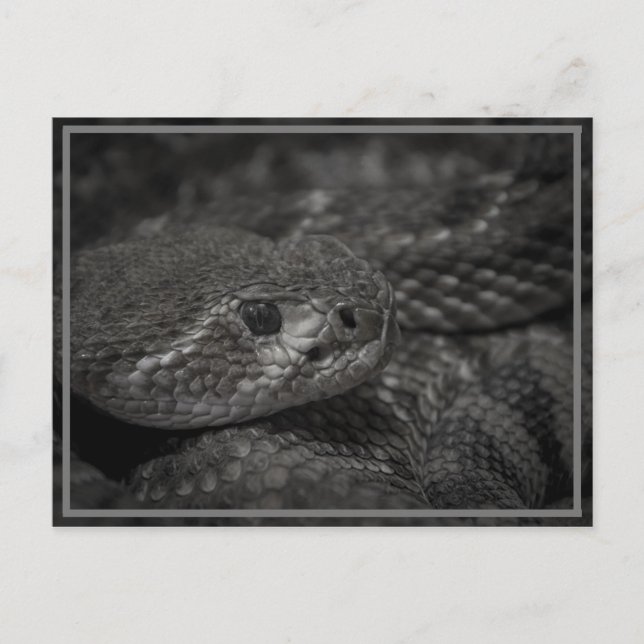 Cartão Postal olho do cobra (Frente)