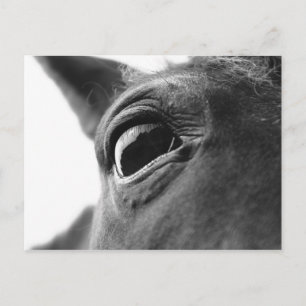 Cartão Postal Olho do pônei 1
