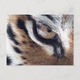 Cartão Postal Olho do Tigre