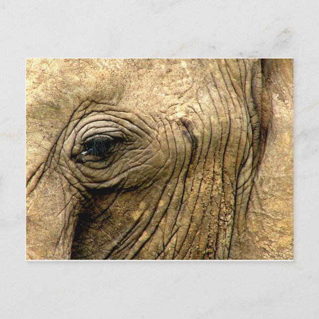 Cartão Postal Olho Elefante (Frente)