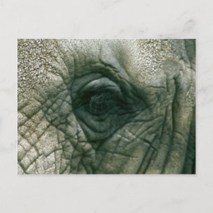 Cartão Postal Olho Elefante