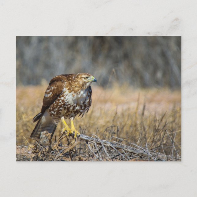 Cartão Postal olho gavião (Frente)