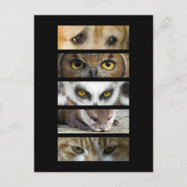 Cartão Postal - Olhos Animais