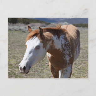 Cartão Postal Olhos Azuis Jovens