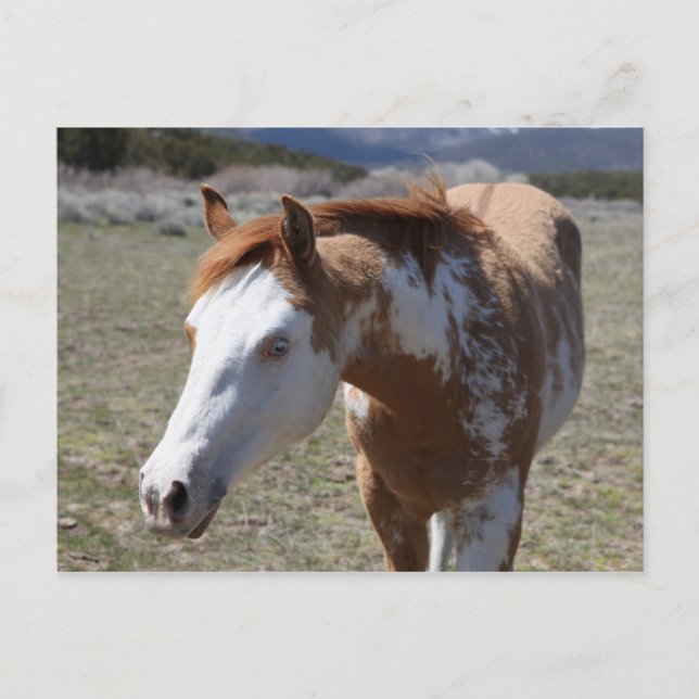 Cartão Postal Olhos Azuis Jovens (Frente)