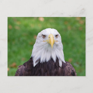 Cartão Postal Olhos de Águia Americana