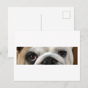 Cartão Postal Olhos de Buldogue