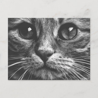 Cartão Postal Olhos De Gato Pretos E Brancos Foto De Gato