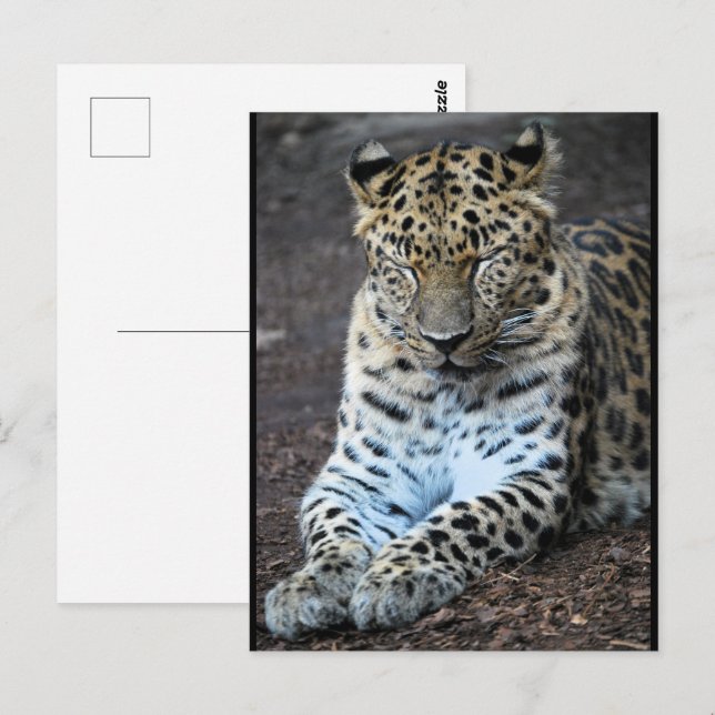 Cartão Postal Olhos de Leopardo Fechados (Frente/Verso)