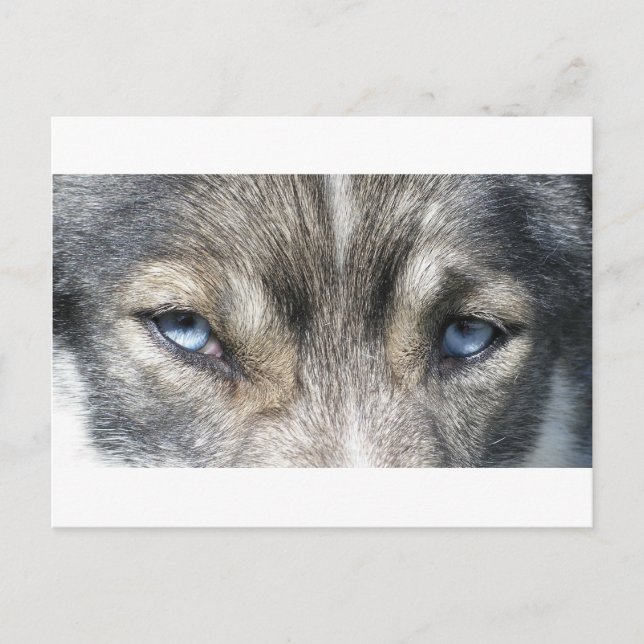 Cartão Postal Olhos de Odin (Frente)