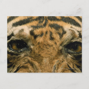Cartão Postal Olhos de Tigre