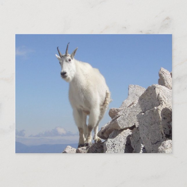 Cartão Postal Olhos em você (Frente)