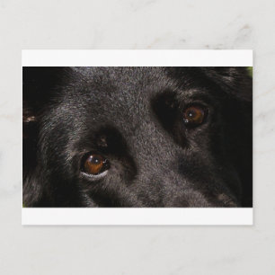 Cartão Postal olhos german shepherd pretos