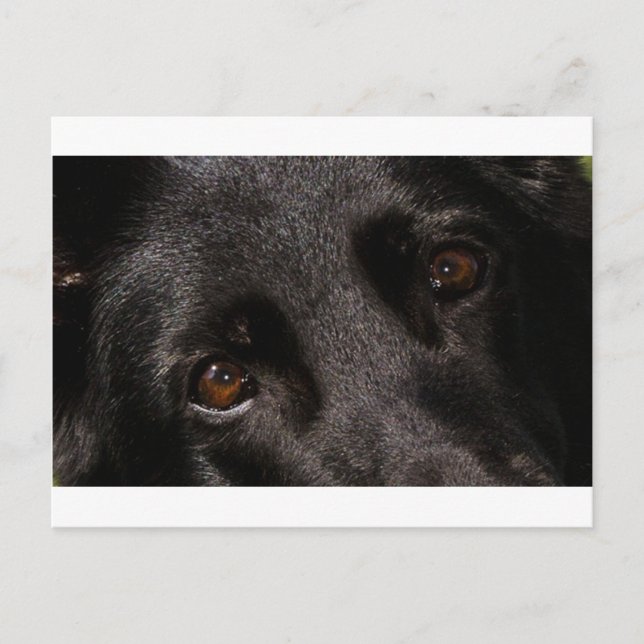 Cartão Postal olhos german shepherd pretos (Frente)