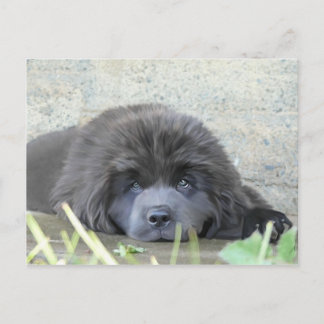 Cartão Postal Olhos Tristes