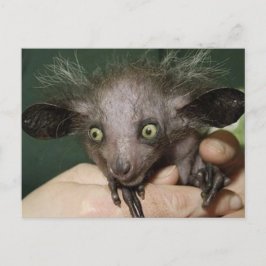 Cartão Postal Olhos Verdes, Ouvidos Grandes e Cabelo Livre