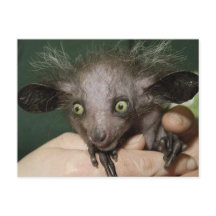 Olhos Verdes, Ouvidos Grandes e Cabelo Livre