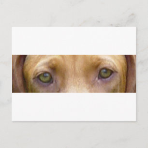 Cartão Postal olhos vizsla.png