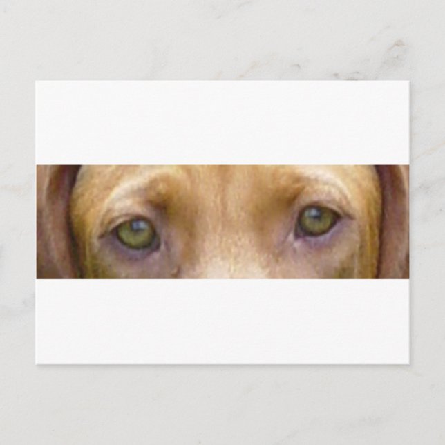 Cartão Postal olhos vizsla.png (Frente)